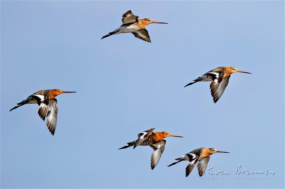 Black-tailed Godwit (Limosa limosa)