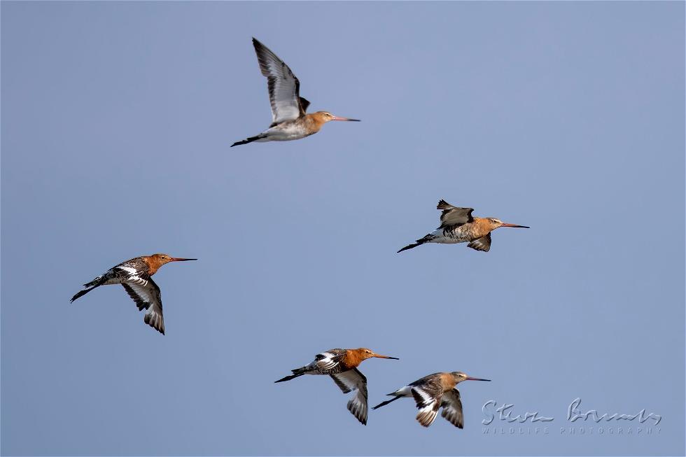 Black-tailed Godwit (Limosa limosa)