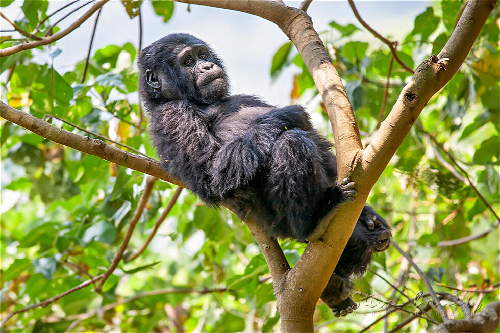 Eastern Gorilla (Gorilla beringei)