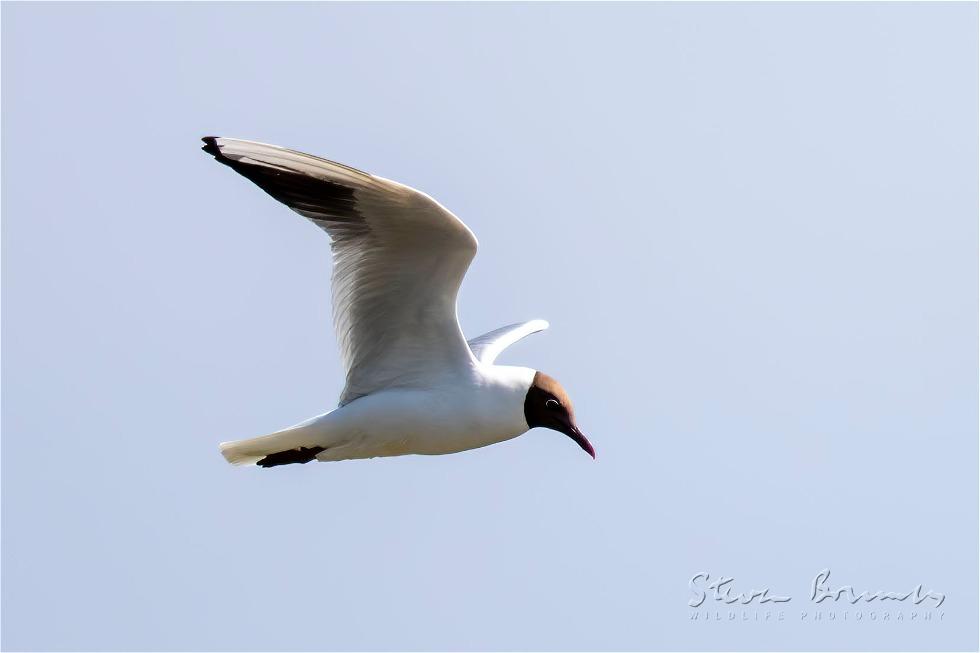 Black-headed Gull (Chroicocephalus ridibundus)
