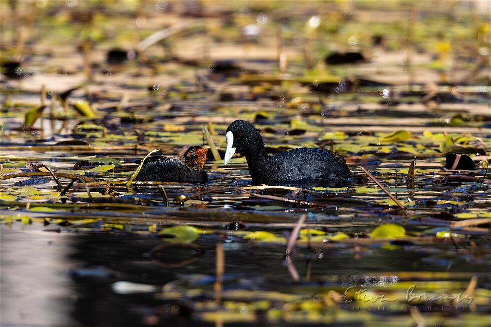 Eurasian Coot (Fulica atra)