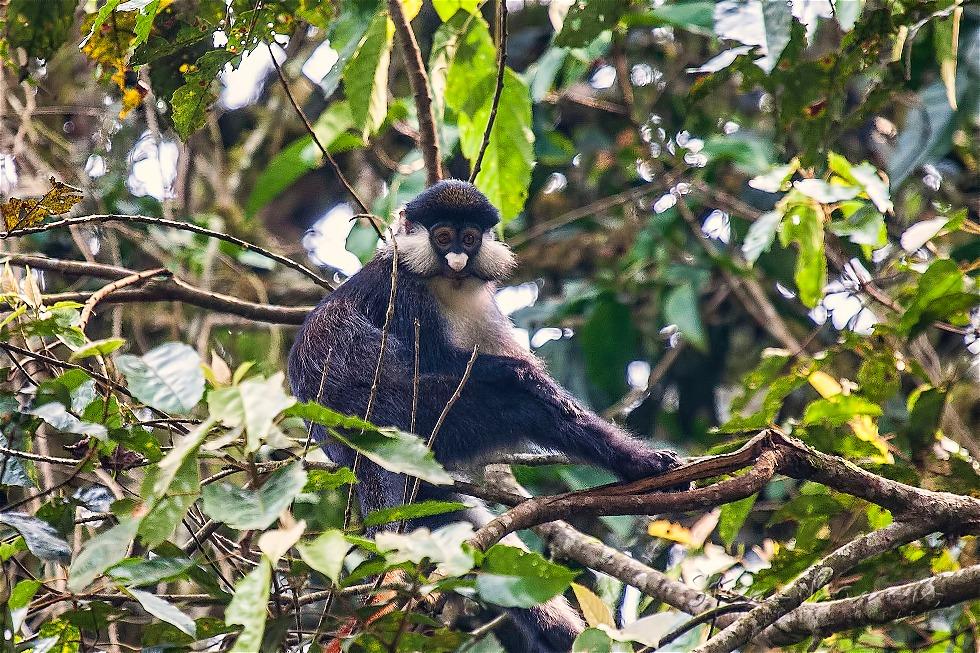 Red-Tailed Monkey (Cercopithecus ascanius)