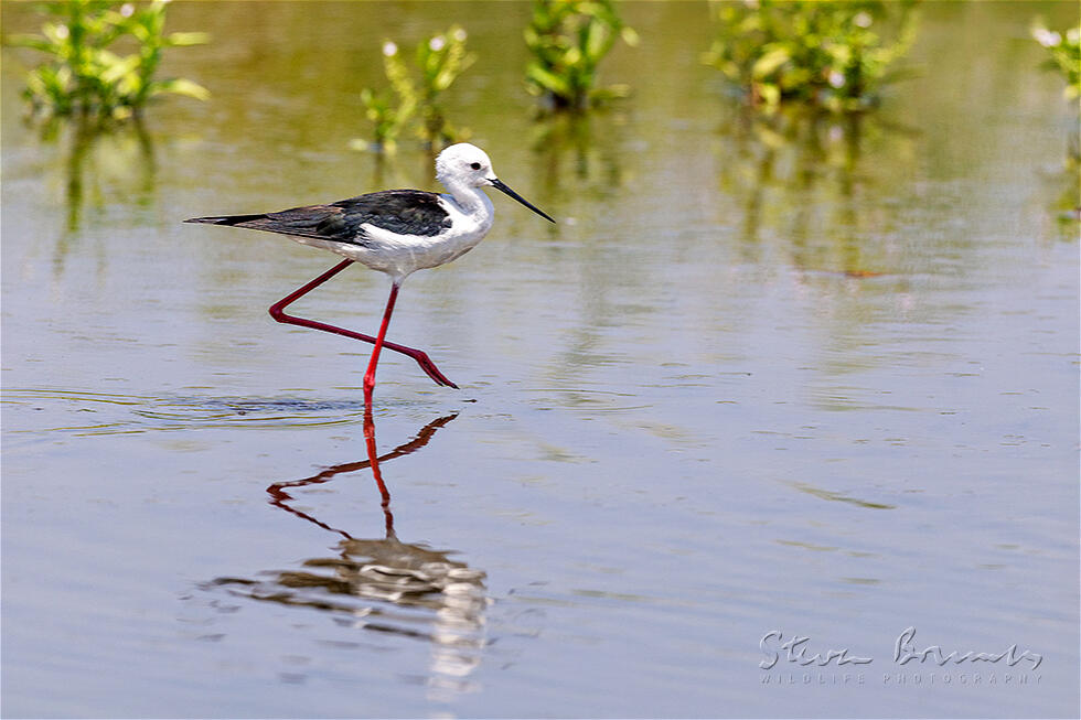 Black-winged Stilt (Himantopus himantopus)