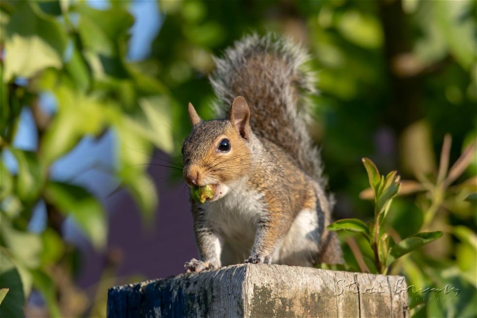 Eastern Gray Squirrel (Sciurus carolinensis)