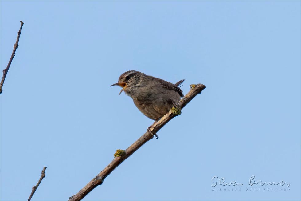 Eurasian Wren (Troglodytes troglodytes)