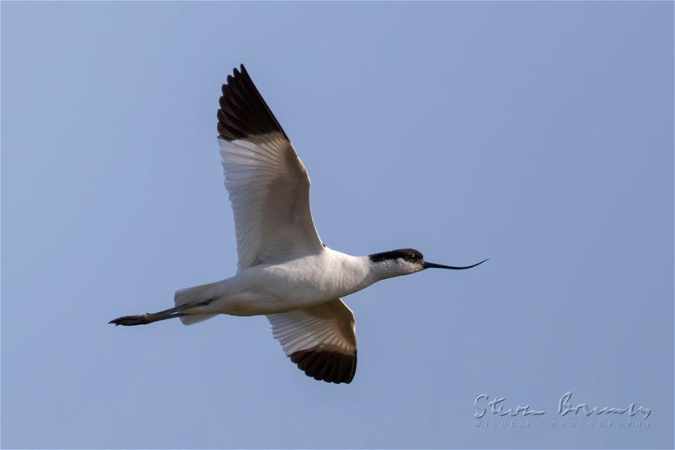 Pied Avocet (Recurvirostra avosetta)