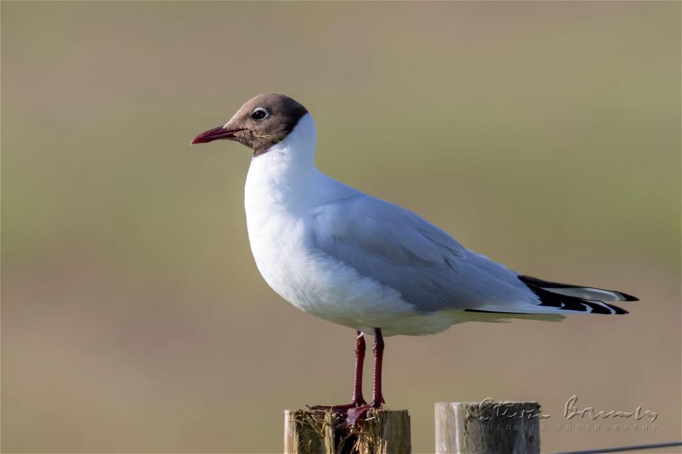 Black-headed Gull (Chroicocephalus ridibundus)