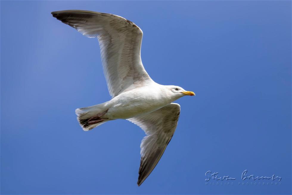 European Herring Gull (Larus argentatus)