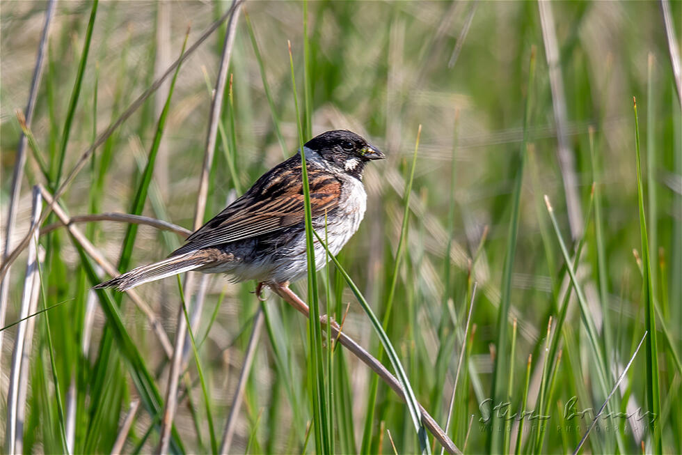 Common Reed Bunting (Emberiza schoeniclus)