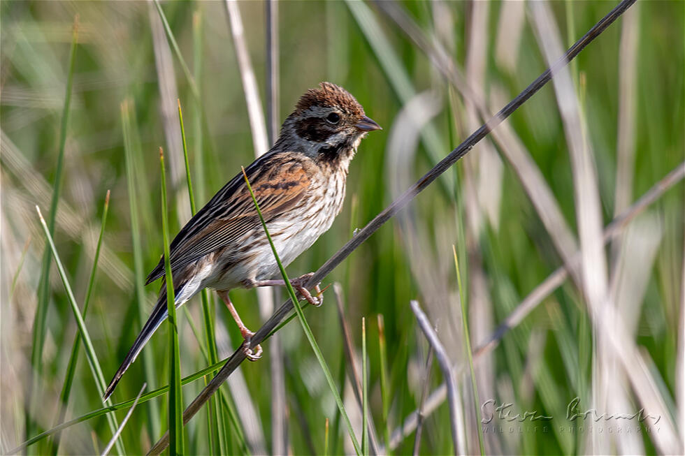 Common Reed Bunting (Emberiza schoeniclus)