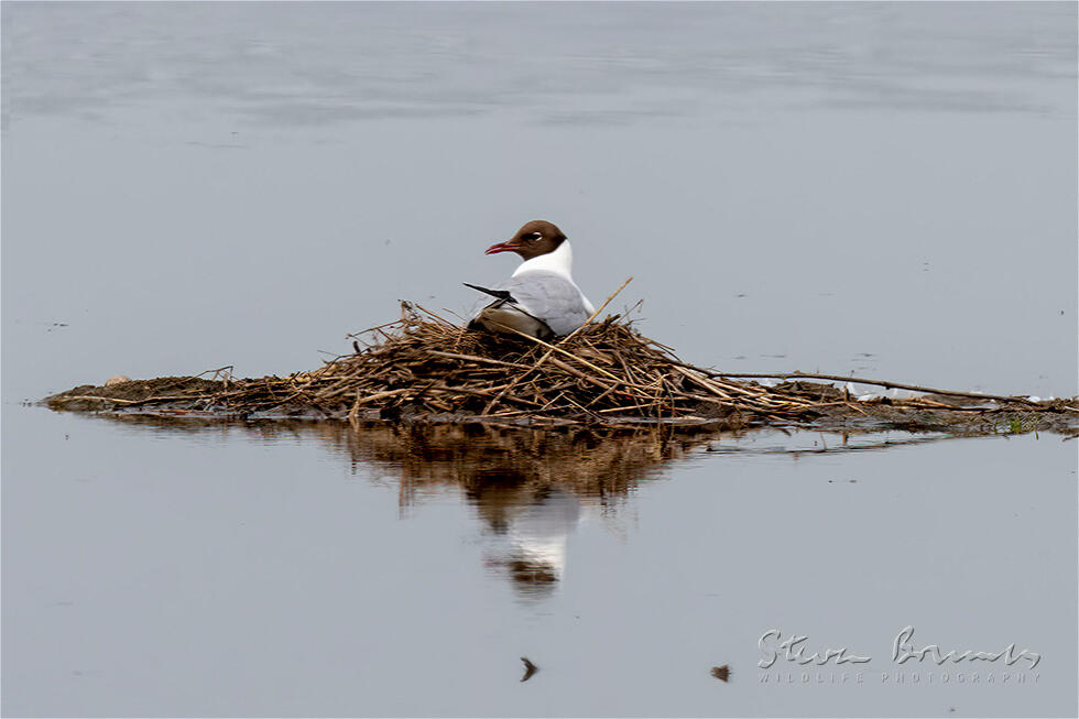 Black-headed Gull (Chroicocephalus ridibundus)