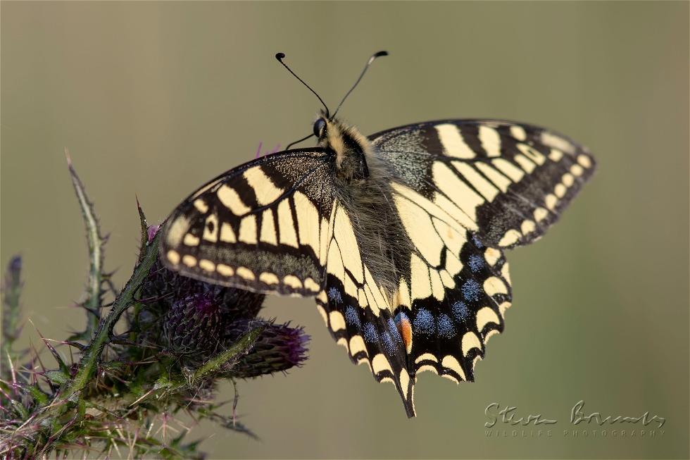 Old World Swallowtail (Papilio machaon)
