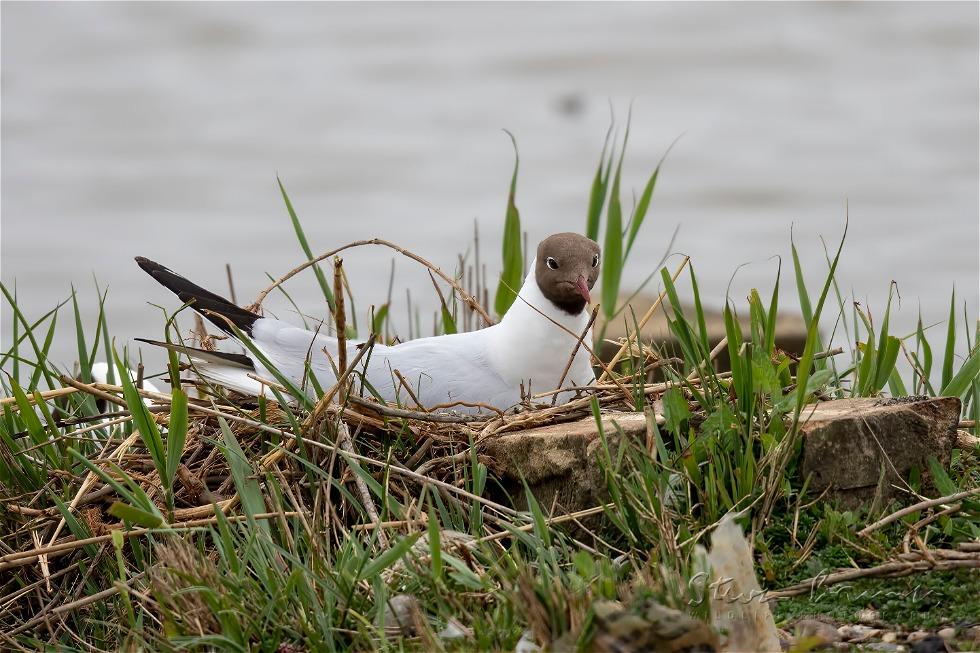 Black-headed Gull (Chroicocephalus ridibundus)