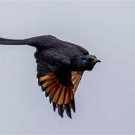 Slender-billed Starling