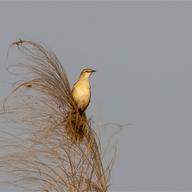 Striated Grassbird