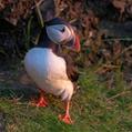 Atlantic Puffin (Fratercula arctica)