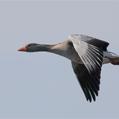 Greylag Goose (Anser anser)