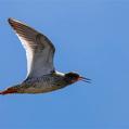 Common Redshank (Tringa totanus)