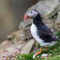 Atlantic Puffin (Fratercula arctica)