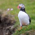 Atlantic Puffin (Fratercula arctica)