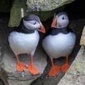Atlantic Puffin (Fratercula arctica)