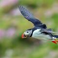 Atlantic Puffin (Fratercula arctica)