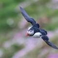 Atlantic Puffin (Fratercula arctica)