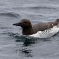 Common Murre (Uria aalge)