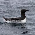Common Murre (Uria aalge)