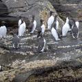 Common Murre (Uria aalge)