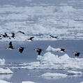 Antarctic Shag (Leucocarbo bransfieldensis)