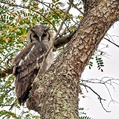 Verreaux's Eagle-Owl (Bubo lacteus)