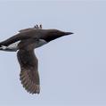 Common Murre (Uria aalge)