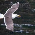 Great Black-backed Gull (Larus marinus)