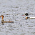 Red-breasted Merganser (Mergus serrator)