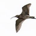 Eurasian Curlew (Numenius arquata)