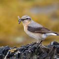 Northern Wheatear (Oenanthe oenanthe)