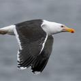 Great Black-backed Gull (Larus marinus)