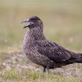 Great Skua (Stercorarius skua)