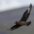 Great Skua (Stercorarius skua)