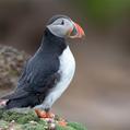 Atlantic Puffin (Fratercula arctica)