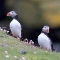 Atlantic Puffin (Fratercula arctica)