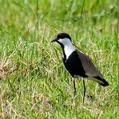 Spur-winged Lapwing (Vanellus spinosus)