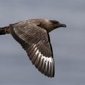 Great Skua (Stercorarius skua)