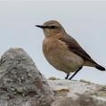 Northern Wheatear (Oenanthe oenanthe)