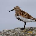 Dunlin (Calidris alpina)