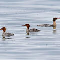 Red-breasted Merganser (Mergus serrator)