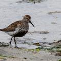 Dunlin (Calidris alpina)