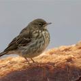 Eurasian Rock Pipit (Anthus petrosus)