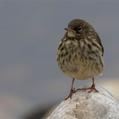 Eurasian Rock Pipit (Anthus petrosus)